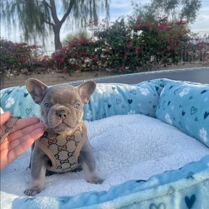 “DESIGNER GUCCI” pet harness with matching leash